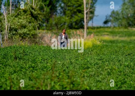 Cliché sélectif du champ de luzerne et de l'agriculteur debout dans le champ. Banque D'Images