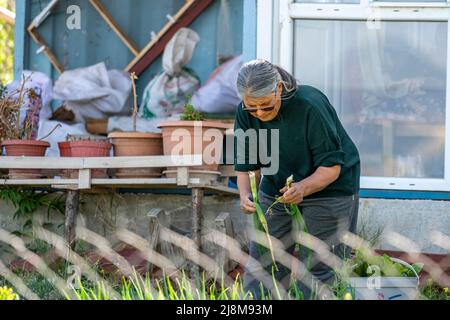 Photo sélective d'une femme âgée cueillant des oignons. Banque D'Images