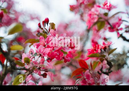 Magnifique Malus Praire Fire Crabapple rose vif floraison dedans Printemps avril Banque D'Images