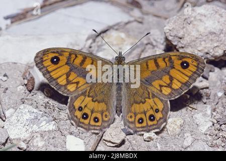 Spécimen mâle de papillon brun mural, Lasiommata megera, Nymphalidae, dans une zone rocheuse Banque D'Images