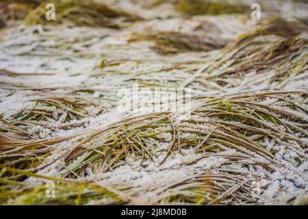 Herbe longue couverte de la première neige d'automne Banque D'Images