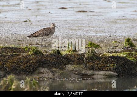 Le bourin (Numenius phaeopus) se faubourin sur les vasières pendant la migration printanière Banque D'Images