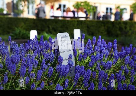 Le jardin Linnaeus est un jardin botanique situé à Svartbäcksgatan, à Uppsala, en Suède. Il porte le nom de Carl von Linné, mais a été fondé dès 1655 par Olof Rudbeck d.ä. Sur la photo: Muscari botryoides (en suédois: Pärlhyacint). Banque D'Images