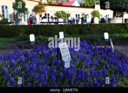 Le jardin Linnaeus est un jardin botanique situé à Svartbäcksgatan, à Uppsala, en Suède. Il porte le nom de Carl von Linné, mais a été fondé dès 1655 par Olof Rudbeck d.ä. Sur la photo: Muscari botryoides (en suédois: Pärlhyacint). Banque D'Images