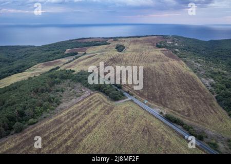 Champs de tournesols dans la province de Burgas en Bulgarie Banque D'Images