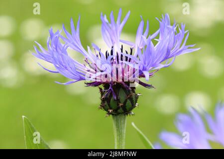 gros plan d'un beau montana de centaurea sur un fond vert de prairie floue Banque D'Images