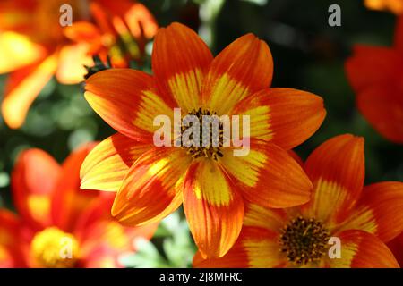gros plan d'une belle orange bidens ferulifolia avec foyer sélectif Banque D'Images