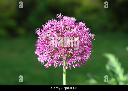 gros plan d'une fleur d'allium violette unique, pleine de lumière du soleil, sur un fond vert flou Banque D'Images