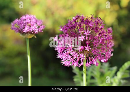 gros plan de deux magnifiques fleurs d'allium violets sur fond vert flou, mise au point sélective Banque D'Images