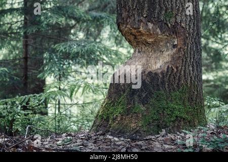 Castor endommagé, tronc d'arbre rongé dans la forêt près du lac Plateliai en Lituanie Banque D'Images