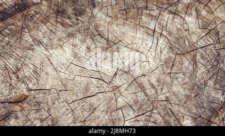 Ancienne surface découpée en chêne. Tons gris et marron foncé chauds détaillés d'un tronc ou d'une souche d'arbre abattu. Texture organique rugueuse des anneaux d'arbre avec le clo Banque D'Images