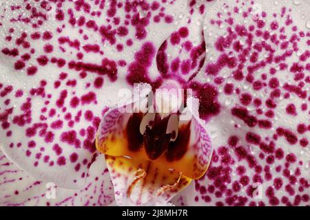 Belle fleur d'orchidée à pois en fleurs à la saison des pluies en gros plan Banque D'Images