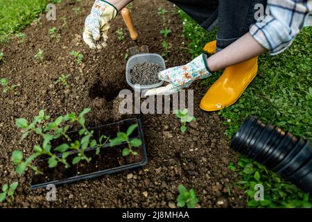 Jardinage écologique. Femme préparant le sol pour la plantation, fertilisant avec des pellets de fumier de poulet comprimé. Engrais organique pour le sol. Banque D'Images