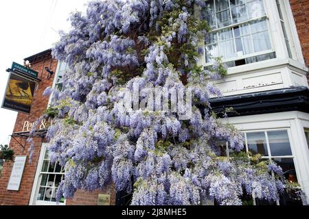 Une immense wisteria couvrant la façade de la maison publique de Pen et de Parchemin dans le centre de Stratford-upon-Avon. La maison publique se trouve en face du Royal Shakespeare Theatre, près de la rivière. C'est un pub Greene King. Banque D'Images