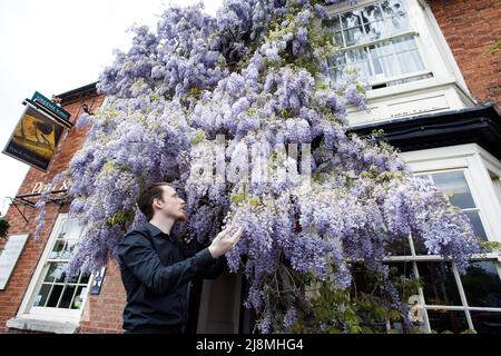 Une immense wisteria couvrant la façade de la maison publique de Pen et de Parchemin dans le centre de Stratford-upon-Avon. L'image montre Zebadiah Fensom qui travaille dans la maison publique posant avec joie avec la wisteria. La maison publique se trouve en face du Royal Shakespeare Theatre, près de la rivière. C'est un pub Greene King. Banque D'Images