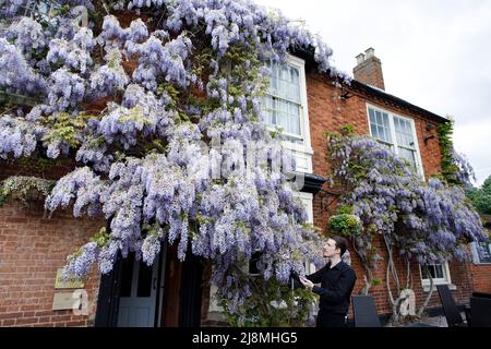 Une immense wisteria couvrant la façade de la maison publique de Pen et de Parchemin dans le centre de Stratford-upon-Avon. L'image montre Zebadiah Fensom qui travaille dans la maison publique posant avec joie avec la wisteria. La maison publique se trouve en face du Royal Shakespeare Theatre, près de la rivière. C'est un pub Greene King. Banque D'Images