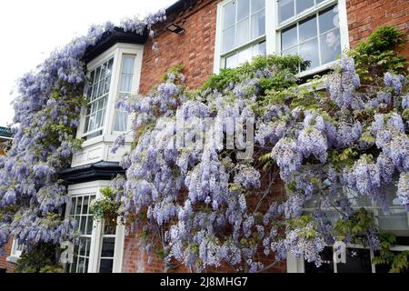 Une immense wisteria couvrant la façade de la maison publique de Pen et de Parchemin dans le centre de Stratford-upon-Avon. La maison publique se trouve en face du Royal Shakespeare Theatre, près de la rivière. C'est un pub Greene King. Banque D'Images