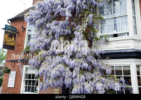 Une immense wisteria couvrant la façade de la maison publique de Pen et de Parchemin dans le centre de Stratford-upon-Avon. La maison publique se trouve en face du Royal Shakespeare Theatre, près de la rivière. C'est un pub Greene King. Banque D'Images