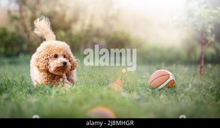 Un très petit coolé beige joue avec un petit ballon de basket-ball en caoutchouc lors d'une journée ensoleillée d'été. Arrière-plan horizontal, large et flou avec rayons solaires et sp Banque D'Images