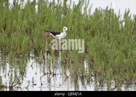 Stilt à ailes noires (Himantopus himantopus) Hickling Broad TNO Norfolk GB UK Mai 2022 Banque D'Images