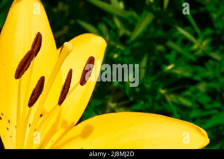 Été danse lumineuse de gladiolus matin or gros plan avec des pistils dans la verdure juteuse Banque D'Images