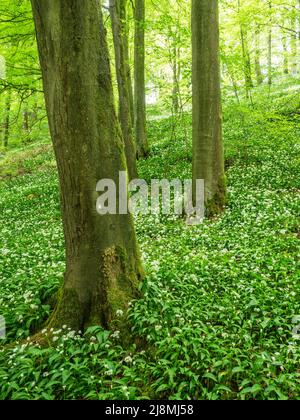 Ail sauvage en fleur sous les hêtres dans le bois STRID Bolton Abbey North Yorkshire England Banque D'Images