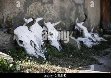 Squelettes de tête (crâne) d'une vache à cornes debout le long d'un mur en béton à l'ombre, par une journée ensoleillée Banque D'Images