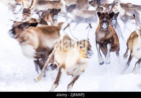 Mouvement flou du troupeau de rennes qui se déplace dans le paysage gelé, Laponie, Suède Banque D'Images