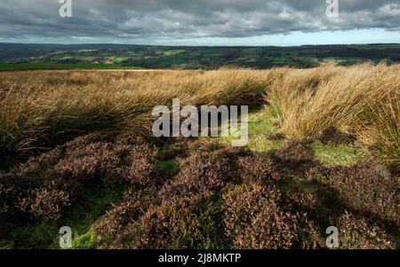 North Yorkmoor Moors avec la bruyère en fleur et flanquée de graminées et de champs de coton à distance sous un ciel bleu près de Grosmont, Yorkshire, Royaume-Uni. Banque D'Images