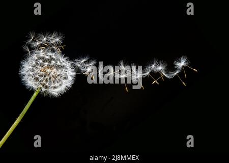 boule de soufflage de pissenlit avec des graines volantes sur fond noir Banque D'Images