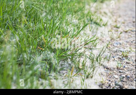 Le Pooh de peuplier couvrait le sol, les plantes et l'herbe en été comme de la neige blanche. Banque D'Images