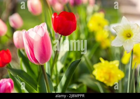 magnifiques tulipes colorées dans un lit de fleurs dans le jardin, aménagement paysager. fleurs de printemps Banque D'Images