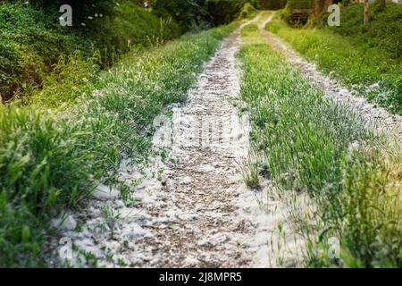 Le Pooh de peuplier couvrait le sol, les plantes et l'herbe en été comme de la neige blanche. Banque D'Images