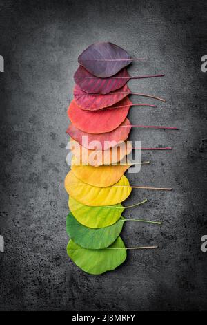 Sélection de magnifiques feuilles d'autaunme colorées Banque D'Images