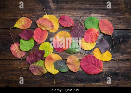 Sélection de magnifiques feuilles d'autaunme colorées Banque D'Images