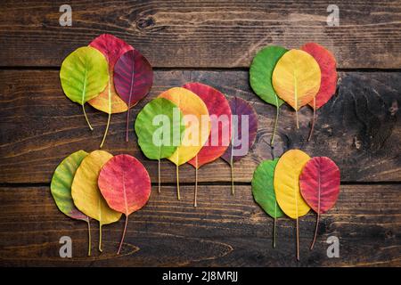 Sélection de magnifiques feuilles d'autaunme colorées Banque D'Images