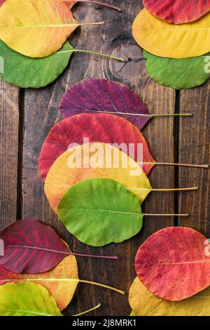 Sélection de magnifiques feuilles d'autaunme colorées Banque D'Images