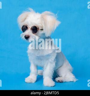 A White Female Dog Maltais photoshoot photo d'animal de compagnie avec chemise de noël ou robe avec fond gris Banque D'Images