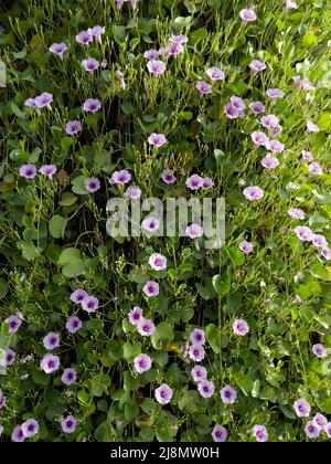 Belle gloire du matin (Ipomoea cairica) fleurs sur pleine fleur sur un mur dans le jardin. Image verticale. Banque D'Images