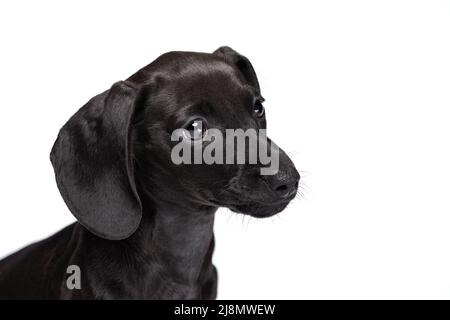 Portrait en gros plan d'un adorable chien de dachshund posé isolé sur fond blanc de studio. Concept de race, mouvement, amour des animaux, vie animale. Banque D'Images