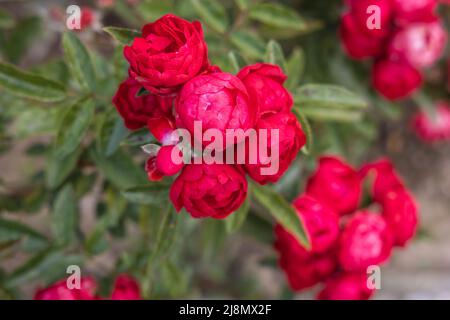 Fleurs roses variété Fête des mères dans le complexe ethnographique Damascena situé dans le village de Skobelevo dans la vallée de la Rose, Bulgarie Banque D'Images