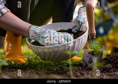 Jardinage écologique. Femme améliorant le sol du lit de jardin pour la plantation, fertilisant avec du compost. Amendement du sol en matière organique. Banque D'Images