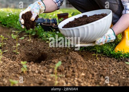 Jardinage écologique. Femme améliorant le sol du lit de jardin pour la plantation, fertilisant avec du compost. Amendement du sol en matière organique. Banque D'Images