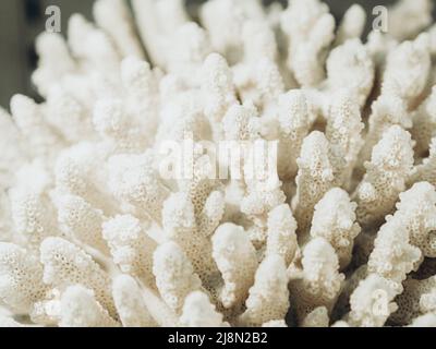 Forme complexe blanc mer corail fond. Corail blanc gros plan Banque D'Images