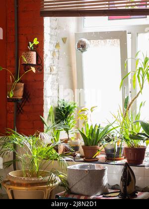 Plantes d'accueil vert on windowsill en intérieur, les plantes et les succulentes Banque D'Images