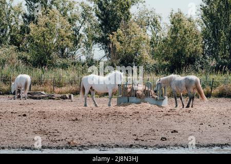 Chevaux blancs dans le parc naturel régional de camargue, France Banque D'Images