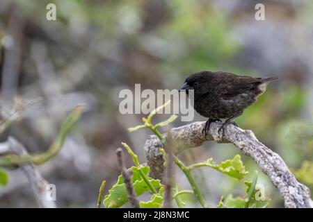 Equateur; Galapagos; Tour de l'île de Genovesa. Genovesa Ground finch (Geospiza auctirostris), espèce endémique Banque D'Images