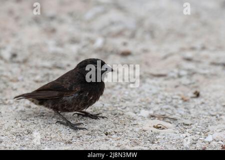 Equateur; Galapagos; Tour de l'île de Genovesa. Genovesa Ground finch (Geospiza auctirostris), espèce endémique Banque D'Images