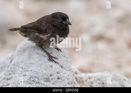 Equateur; Galapagos; Tour de l'île de Genovesa. Genovesa Ground finch (Geospiza auctirostris), espèce endémique Banque D'Images