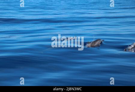 Trois dauphins nageant et émergeant des profondeurs de l'océan Indien bleu profond sans fin, Maurice, Afrique Banque D'Images